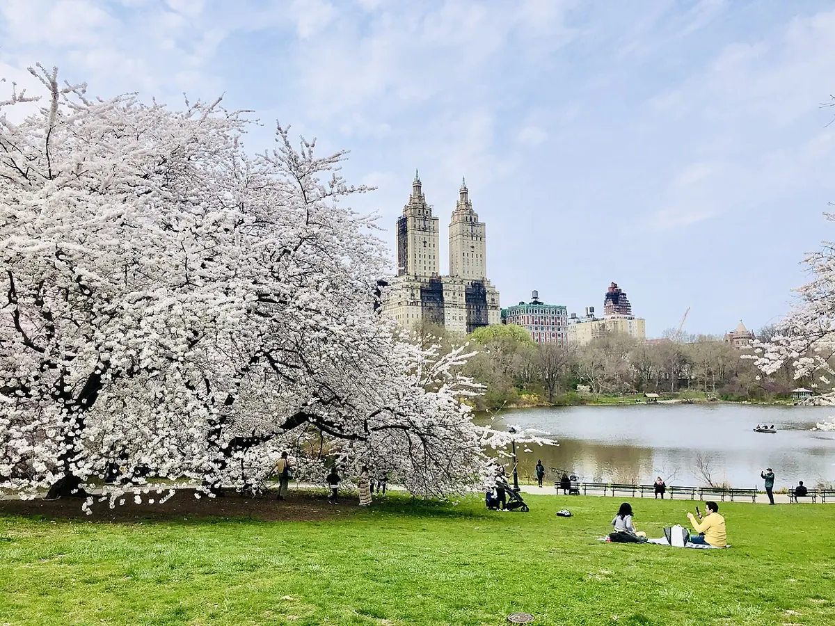 Cherry blossoms by the Lake in Central Park, photographed in 2021